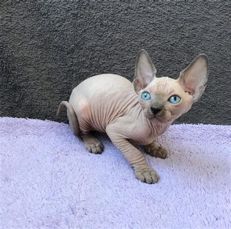 <strong>Sphynx</strong> · Charlotte, NC. . Sphynx kittens for sale 500 north carolina